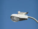 Gull on Lamp