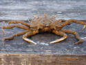 Horny Crab