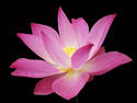 Pink Lotus, 5 entries