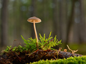 Forest Mushroom