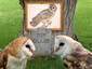 Picture of an Owl