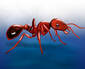 Ant