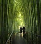 Bamboo Forest Japan