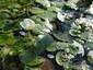 lilly pads with frogs