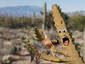 Beware googly-eyed cacti
