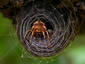 Spider nest