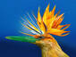 Bird of paradise