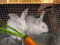 Set of Bunnies