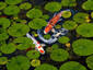 Lilly Pads