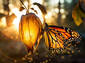 Out of the Cocoon