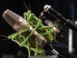 Grasshoppers