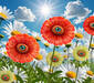 Eye Poppies