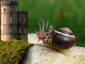 Snail on a Stroll