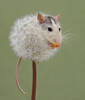 Dandemouse