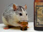 A Future Wombat?  ;-)