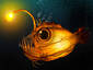 Denizen of the Deep