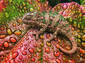 Chameleon