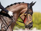 Reins