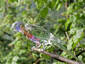 Glass Lorikeet