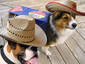 Beer Dogs?