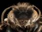Osmia Trevoris