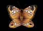 Symmetric Butterfly Skin
