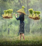 Grass Hat