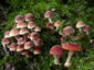 Wild Mushrooms