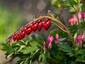 Real bleeding hearts