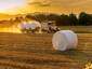 Marshmallow harvest
