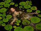 Ophelia