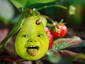 Fruity feeling