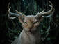 Wendigo