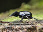 Bird Beetle