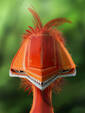 Ferus Impalatus 