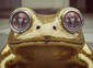 Frog Eyes!