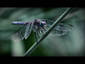 Dragonfly Live