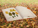 Pressed Leaves Book