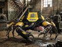 Crab mustang