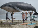 Whale Yoga
