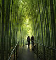 Bamboo Forest Japan