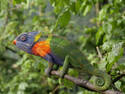 Chameleonkeet