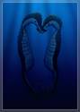 Seahorses in Love