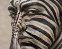 Zebra Stripes Condition