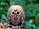 Baby Puffer Owl