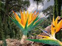 Love in bloom?