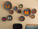 Butterfly Collection