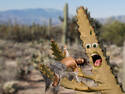 Beware googly-eyed cacti