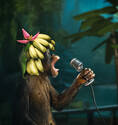 Bananas Serenade