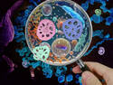New bacteria species